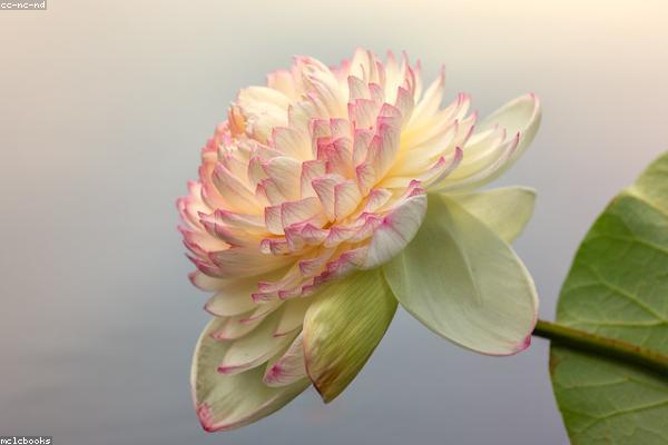 Candlelit setting used for Karuna Reiki compassion-based healing practice